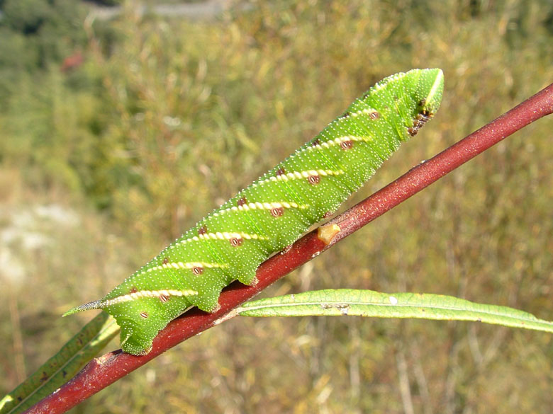 Smerinthus ocellatus